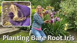 Plant Bearded Irises Like a Pro This Fall💜