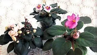 Фиалки. Новые сорта в моей коллекции. (часть 1)