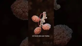 Inside the lungs: How alveoli work - 3D visualization (Part 1)