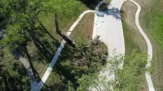 Park Tree is Broken