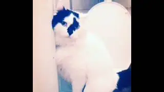 Наш умный кот