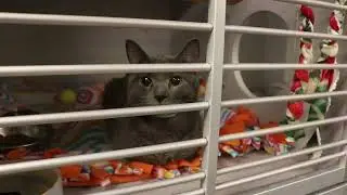 SPOT 127 Bootcamp: Arizona Humane Society - Humane Cyrus May Reporting
