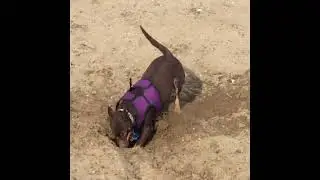 Cocoa digging.