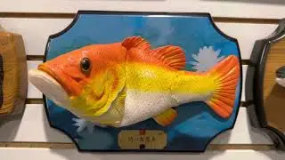 Happy wisdom fish (Chinese singing fish)