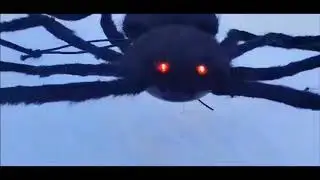 à la découverte de la Fausse Araignée Géante