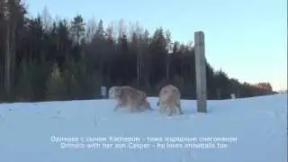 Goldens playing snowballs/Голдены играют в снежки