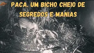 PACA. UM BICHO CHEIO DE SEGREDOS E MANIAS