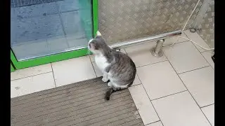Бездомная мамочка . Ася.
