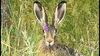 Два весёлых зайца (заяц русак) || Two funny hares (brown hare)