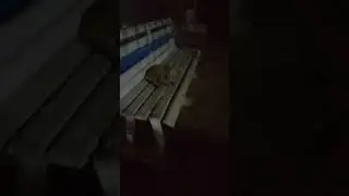 #foryou #comedyvideos #viral #funny #asiacup #cricket #viralcomedy #religion #asiacricket #zahid