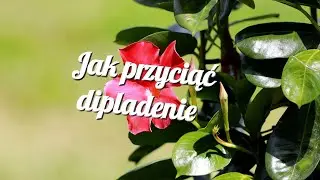 jak przyciąć dipladenie