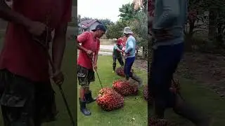 KELAPA SAWIT INDONESIA ‼️MANTAP#shortvideo