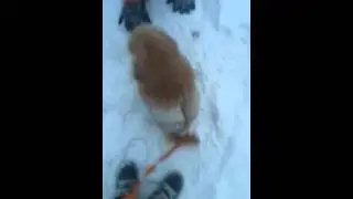 Первые шаги моей Клёпы