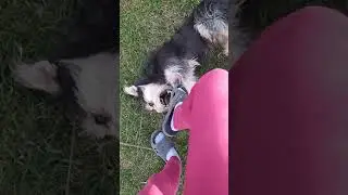 Собакин бесится