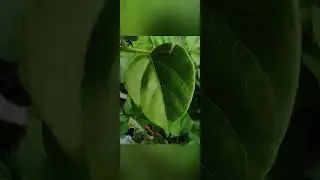 macro photography idea 
