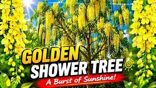Golden Shower Tree | Cassia Fistula