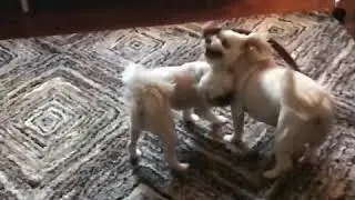 Death Match!