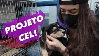 QUERO ADOTAR UM CACHORRO!