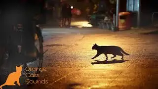 Orange Cat - Miami Tribute