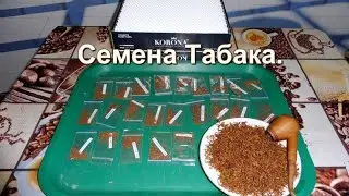 Семена Курительного Табака от Табакевича.