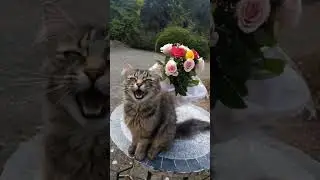 Cats and flowers