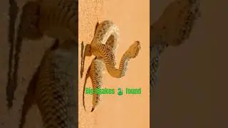 Big Snake Found 🐍
