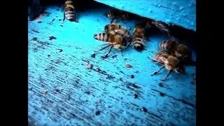 Лечение Варроатоза.