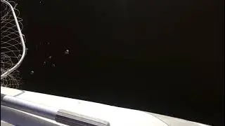 Narval Argument 76M