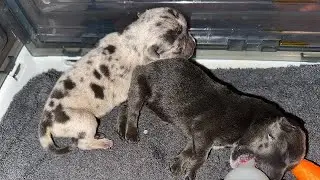 NOT EVERY LITTER WILL BE A SUCCESSFUL LITTER‼️😥😥😥