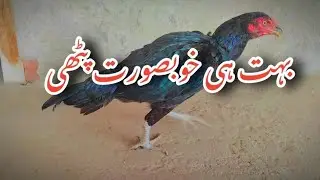 Beautiful Mianwali Mushki Pathi