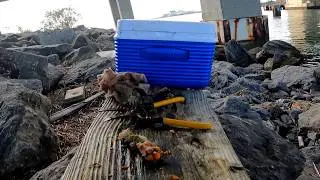 Shore Togging - Bridge Tog & Some Company While Fishing for Fall Blackfish