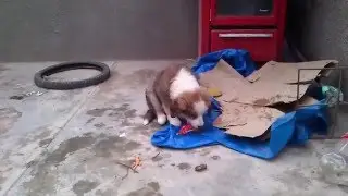 Cachorro disfrutando del BOMBOMBUM!