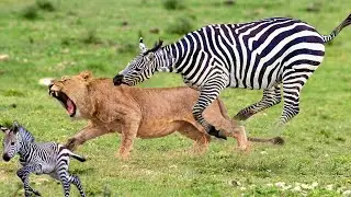THE LION DID NOT EXPECT THIS FROM A ZEBRA! ZEBRA VS LIONS AND CHEETAHS