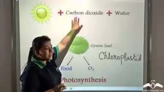 Introduction to Respiratory System