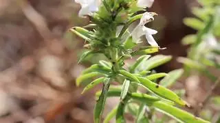 Automne 2017 La sarriette des montagnes : le 