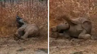 Sweet Baby Elephants Play In The Mud