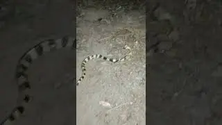 COBRA#short#video