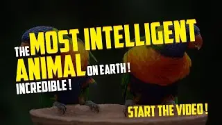 Introducing the Brainiest Creatures on Earth !