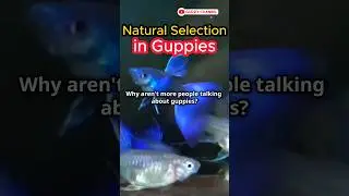 Guppy Fish Care - Natural Selection in Guppies #fishtank #guppychannel #aquarium