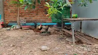 Red junglefowl farm Indonesia