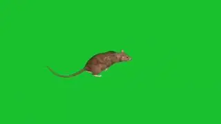 Rat! Green screen video! No copyright! Use free!
