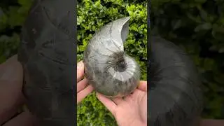 GOLDEN Nautilus Fossil From The BEACH!  🏖️😱🔨