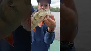 Река Свирь. #рыбалка #fishing #fishingmethod #рыболовная #рыбаки #carpfishing #окунь  #spinfishing