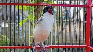 Long-Tailed Shrike ‼️TEMBAKAN RAPAT FULL ISIAN MEWAH | MASTERAN BURUNG CENDET MATERI LOMBA