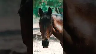 world of horses🐴🌿 
