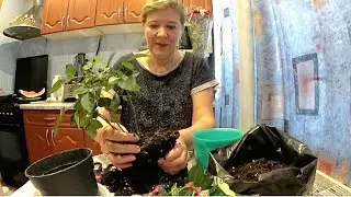 Много работы,но я всё успела/Покупки/Компот из сливы/Пересадила