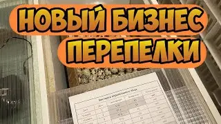 ИНКУБАЦИЯ ПЕРЕПЕЛИНОГО ЯЙЦА / Таблица / Мой помощник грузовик 😁
