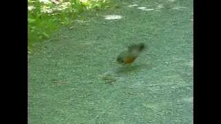 Robin Attacks a Snake