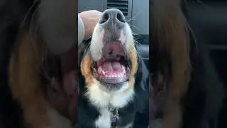 Bernese Mountain Dog Loves The Pets!