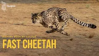 Story# 3 | FAST CHEETAH | Picture Book Story | Under 6 Reading #hoopoe #hoopoeenglish #english